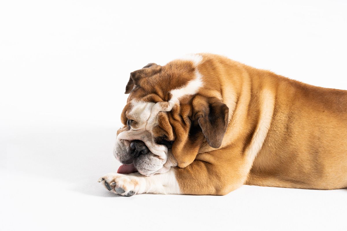 Un bulldog anglais marron et blanc sur fond blanc. Le chien se lèche les pattes